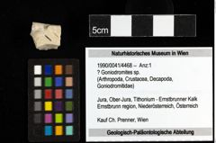 Foto (Objekt + Etiketten) von ? Goniodromites sp. 